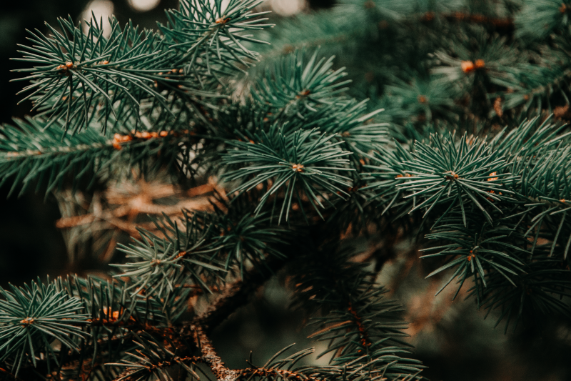How to Recycle Your Christmas Tree (Williamson County)